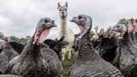 Colour in a month of horror — our photographers’ best pictures