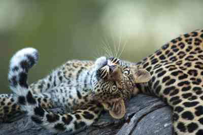 A young African leopard in Djuma Game Reserve, South Africa