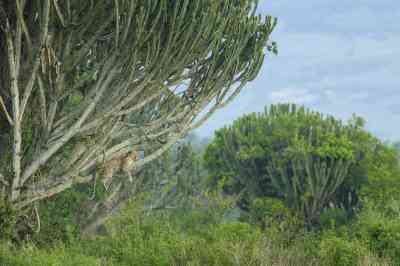 An African leopard in Queen Elizabeth National Park, Uganda