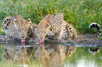 A pair of African leopards in the Central Kalahari Game Reserve, Botswana