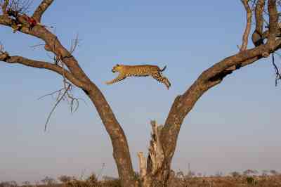 An African leopard in Londolozi Game Reserve, South Africa