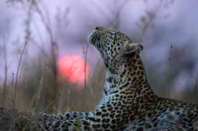An African leopard in at Camp Savuti in Chobe National Park, Botswana