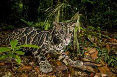 A Sunda clouded leopard in Tawau Hills Park, in Borneo
