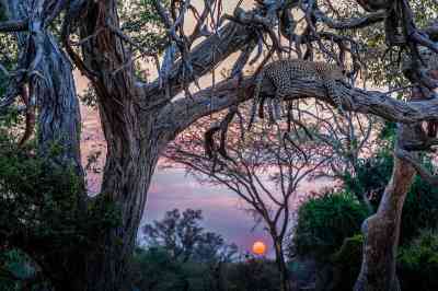 An African leopard in Chobe National Park, Botswana