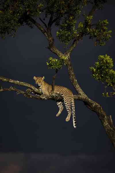 Another African leopard, in Olare Motorogi Conservancy, Kenya